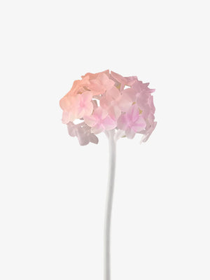 HYDRANGEA STEM