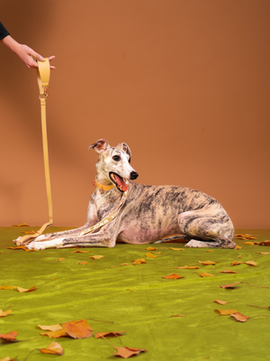 NORDIC AUTUMN LEATHER PET LEASH