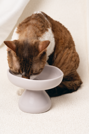 PASTEL CERAMIC ELEVATED PET BOWL