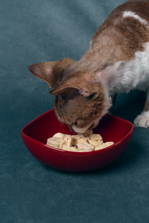 CURVED CERAMIC PET BOWL
