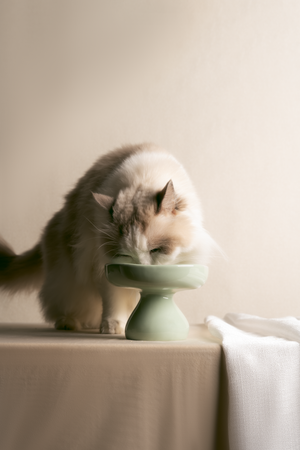 PASTEL CERAMIC ELEVATED PET BOWL