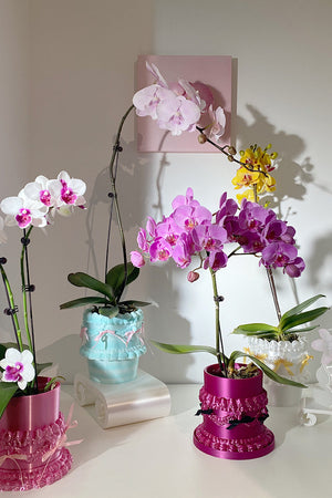livarié flower WISHCAKES CAKE PLANTER PURPLE | TROVE & TONE