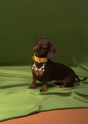 NORDIC AUTUMN LEATHER PET COLLAR