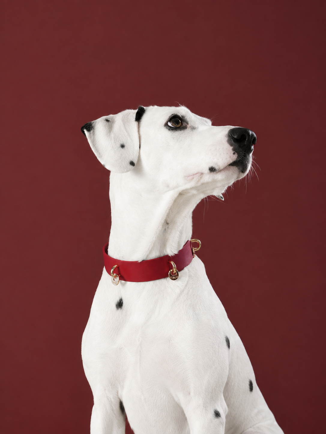 LUMIWISH LAMBSKIN PET COLLAR