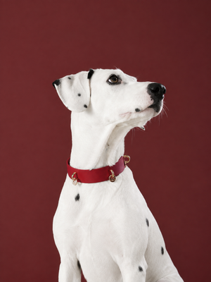 LUMIWISH LAMBSKIN PET COLLAR