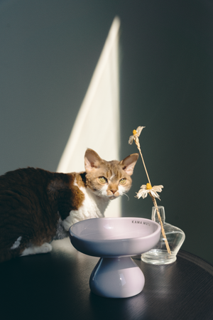 PASTEL CERAMIC ELEVATED PET BOWL