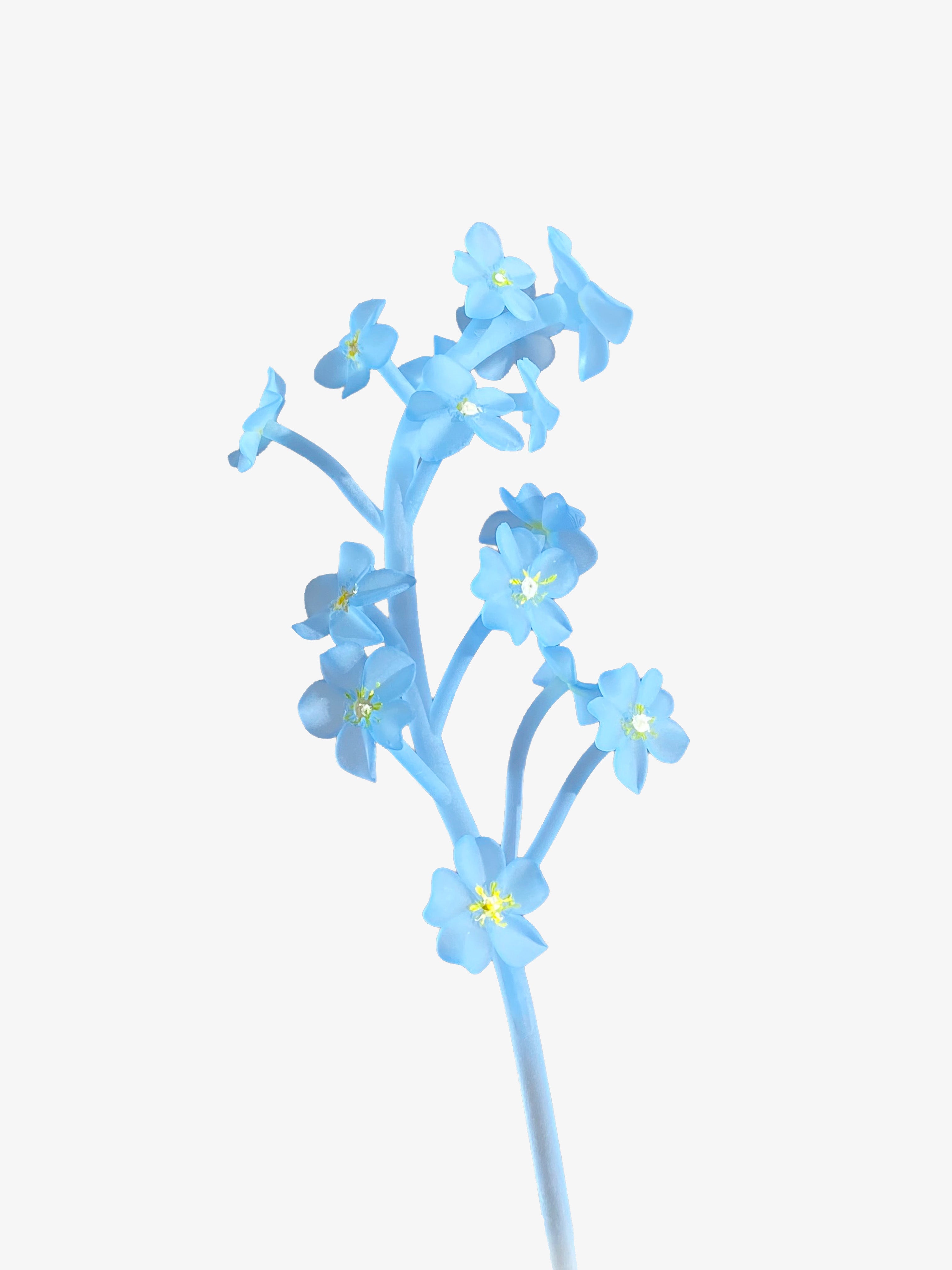 FORGET-ME-NOT STEM
