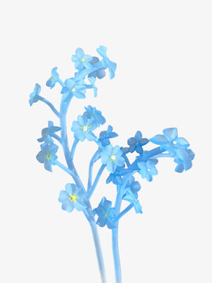 FORGET-ME-NOT STEM