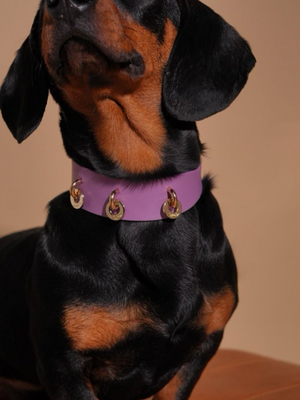 LAVANDER GLOW LEATHER PET COLLAR