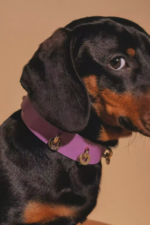 LAVANDER GLOW LEATHER PET COLLAR