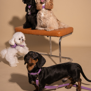 LAVANDER GLOW LEATHER PET LEASH