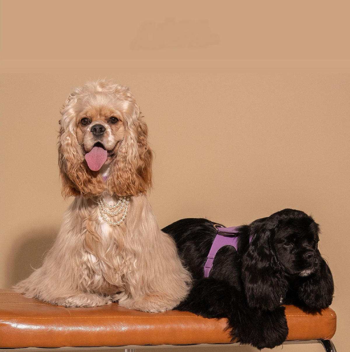 LAVANDER GLOW LEATHER PET HARNESS