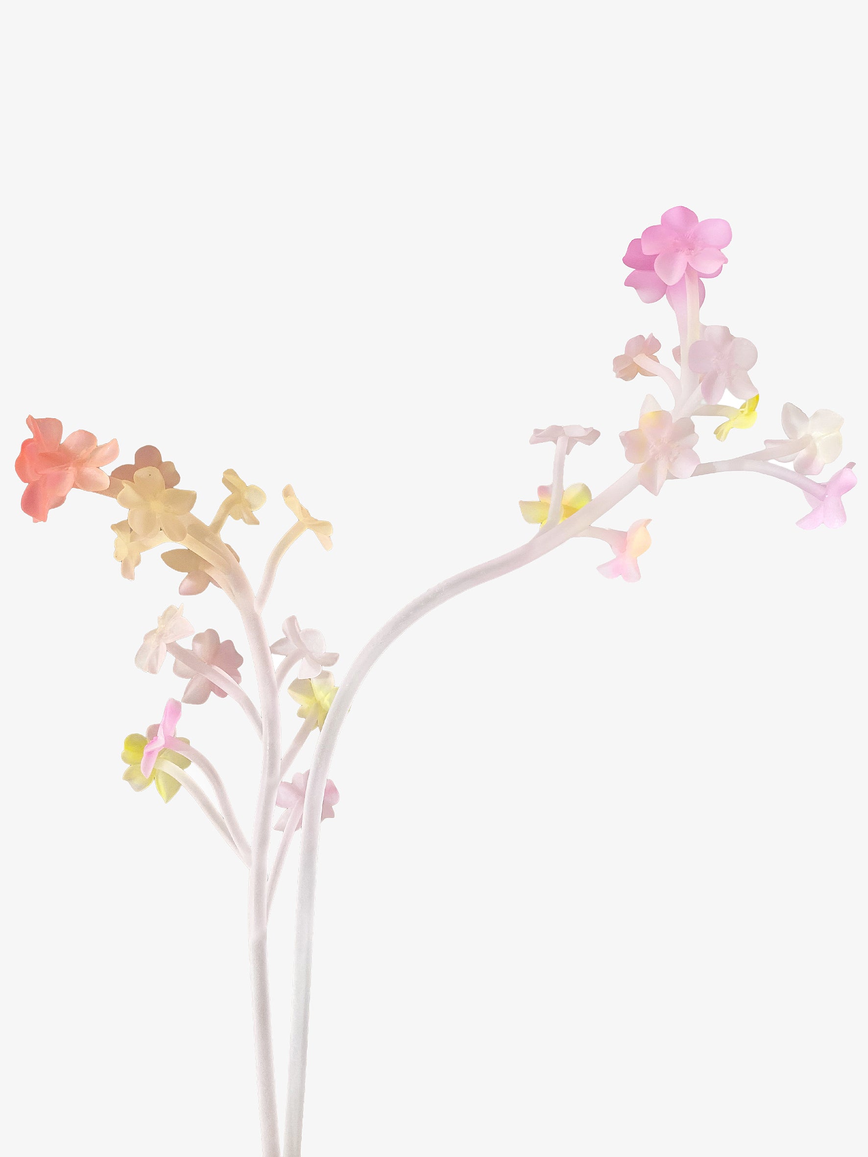 RAINBOW FORGET-ME-NOT STEM