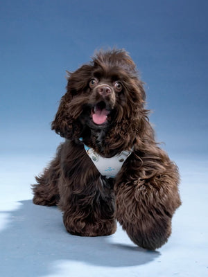 SAINT ISLAND LEATHER PET HARNESS