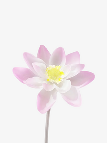 livarié flower LOTUS STEM  |  TROVE & TONE