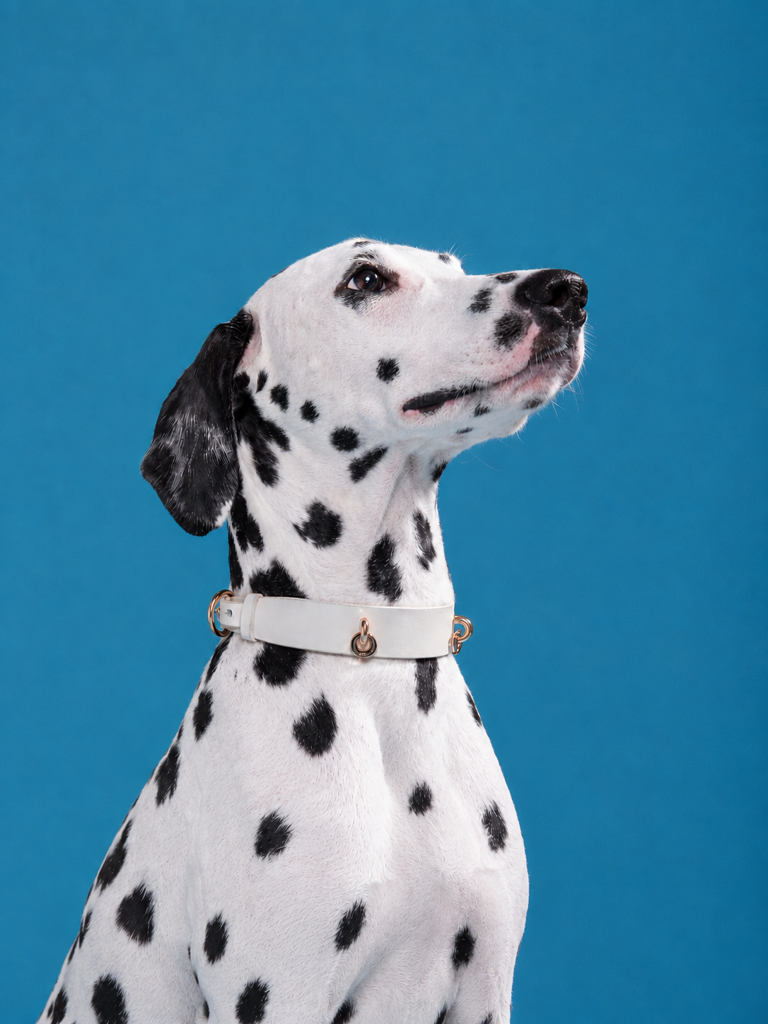 SAINT ISLAND LEATHER PET COLLAR