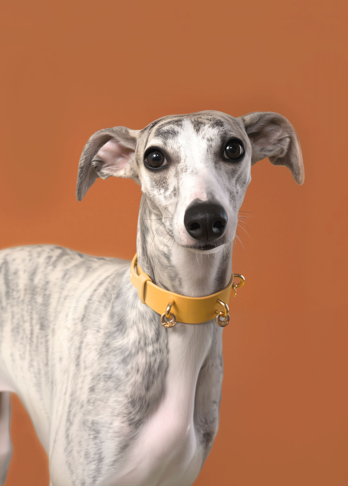 NORDIC AUTUMN LEATHER PET COLLAR