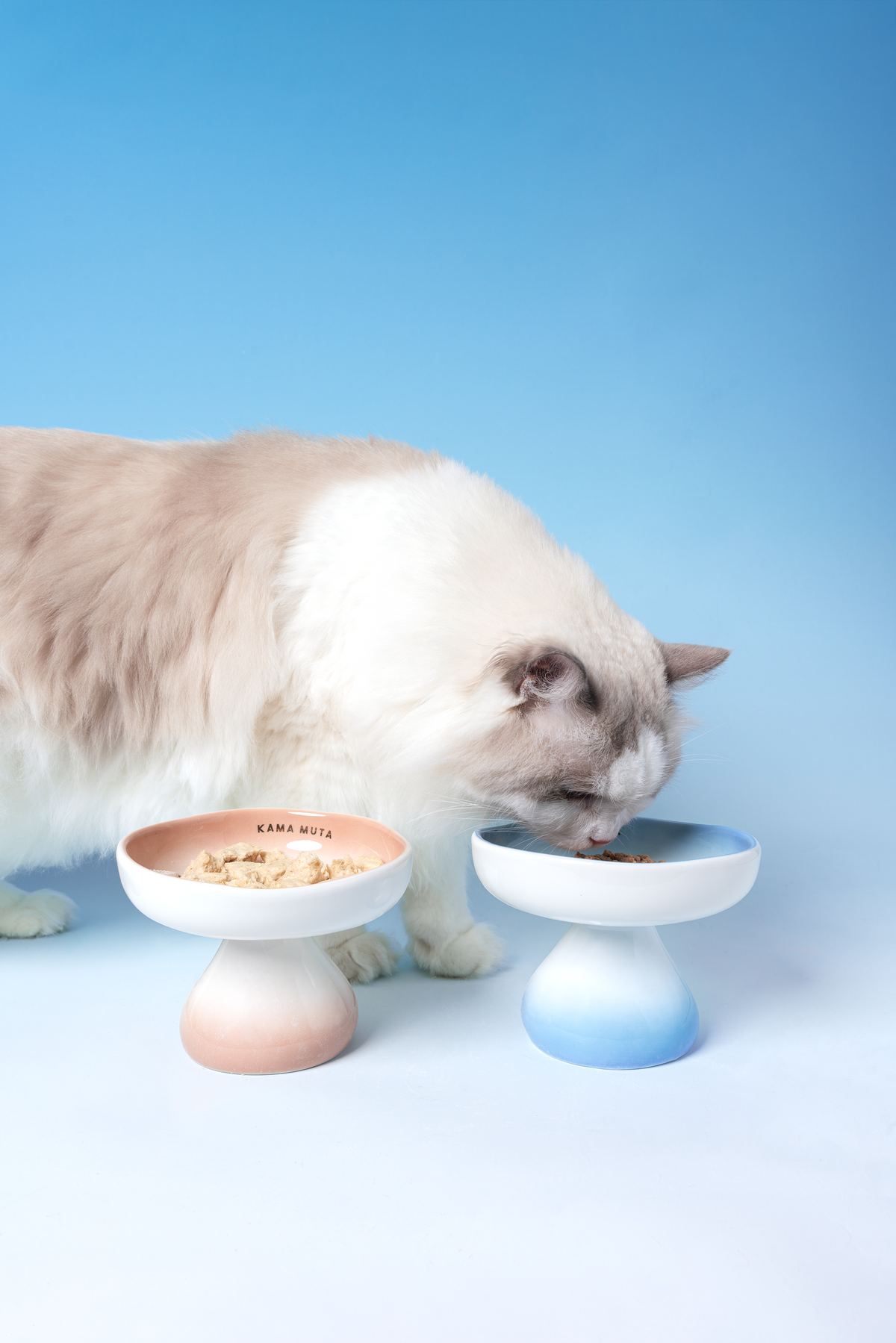 OMBRÉ CERAMIC ELEVATED PET BOWL