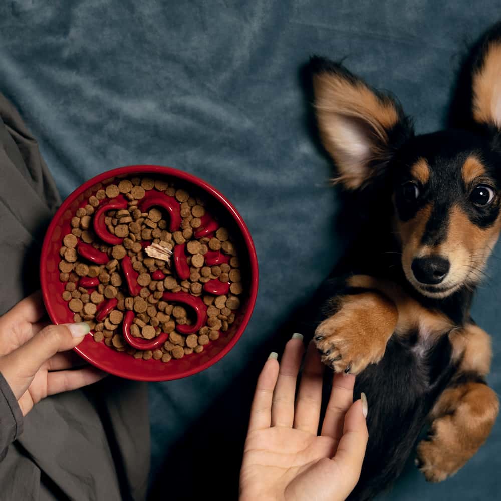 CERAMIC SLOW FEEDER DOG BOWL · BONE
