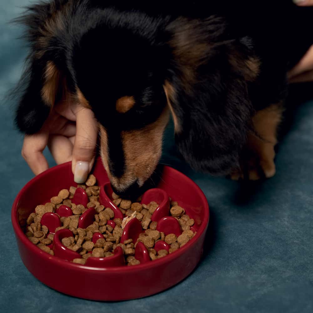 CERAMIC SLOW FEEDER DOG BOWL · BONE
