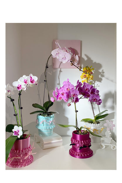 livarié flower WISHCAKES CAKE PLANTER BLUE STYLE 2  |  TROVE & TONE
