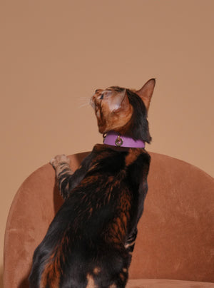 LAVANDER GLOW LEATHER PET COLLAR