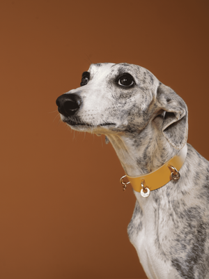 NORDIC AUTUMN LEATHER PET COLLAR
